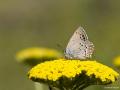 Satyrium ledereri (Küçük Benekli Sevbeni)